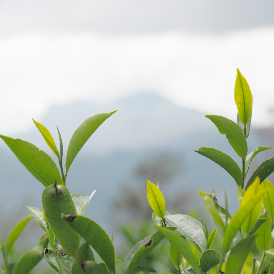 Mayo: El Mes del Té y la Celebración Internacional del Té el 21 de Mayo